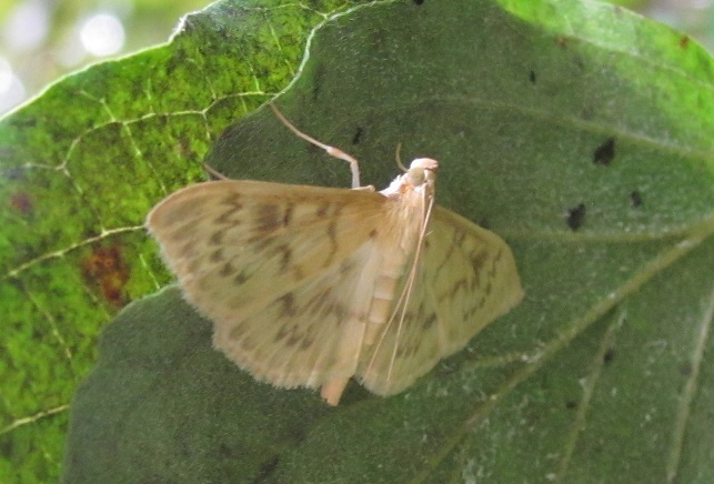 Anania lancealis (Crambidae)? No, Pleuroptya ruralis